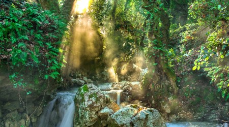 International Day of Forests