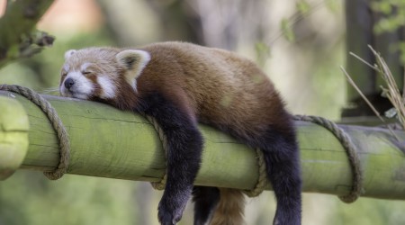 Sleep in animals