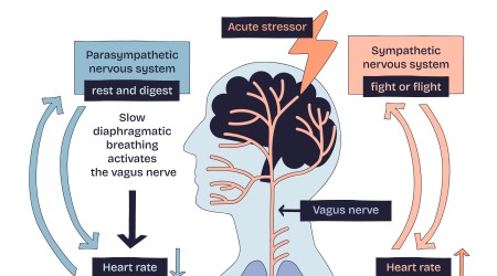 Sistema nervoso autonomo