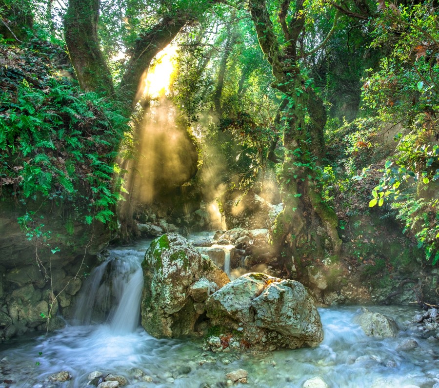 International Day of Forests