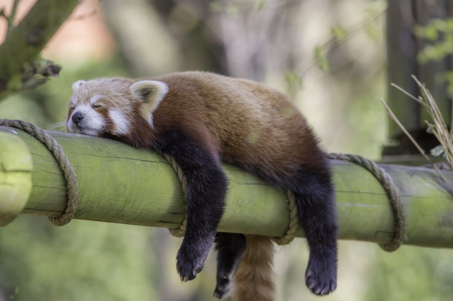 Sleep in animals