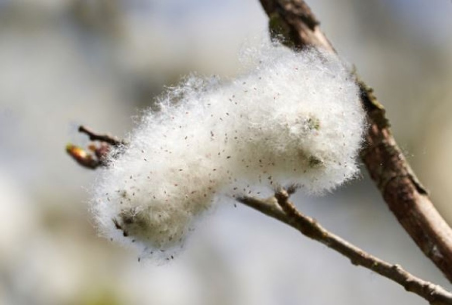 What's all that white fluff drifting around France?